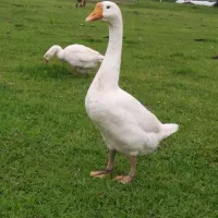 یک جفت قوغاز اصیل