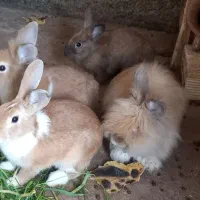 فروش انواع خرگوش ها|موش و خرگوش|لنگرود, |دیوار