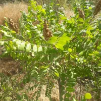 فروش باغ کشاورزی|فروش دفتر صنعتی، کشاورزی، تجاری|سنندج, |دیوار