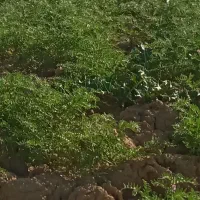 فروش کاه نخود۱۰۰تن