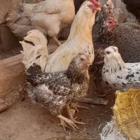 خروس گلین|حیوانات مزرعه|مسجد سلیمان, |دیوار