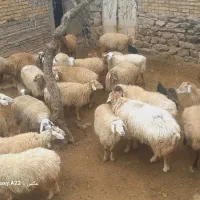 فروش گوسفند
