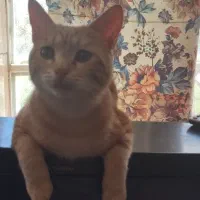 چند گربه نیازمند فوری به سرپرست مهربان