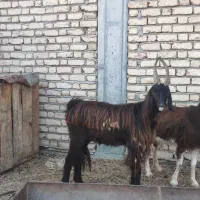 بز چاتمه گوسفند بره دار|حیوانات مزرعه|سیمین شهر, |دیوار