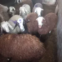 ۸تابره نر و ماده