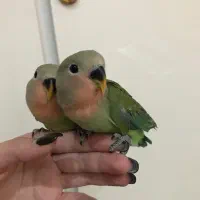 طوطی برزیلی های اوپال کاملا دستی|پرنده|تهران, شهرک پرواز|دیوار