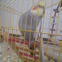 عروس هلندی|پرنده|هشتگرد, شهرک فرهنگیان|دیوار