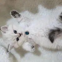 گربه های دلربا و اصیل لوس|گربه|تبریز, |دیوار