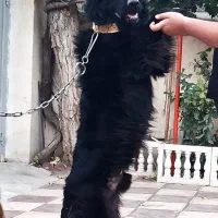 ژرمن بلک شولاین جفت یابی|سگ|کرج, عظیمیه|دیوار