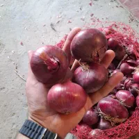 فروش پیاز قرمز|خوردنی و آشامیدنی|دشتابی, |دیوار
