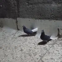 دوعدد دم سفید|پرنده|بم, |دیوار