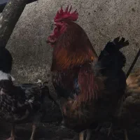 مرغ و خروس محلی