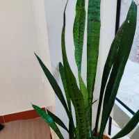 گل سالم و زیبا برای فروش|گل و گیاه طبیعی|مهاباد (آذربایجان غربی), |دیوار