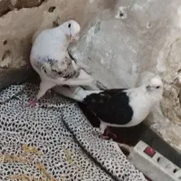 کبوتر دوکت|پرنده|اهواز, شهدای انتظامی|دیوار