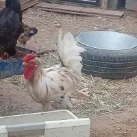یک عدد خروس گلین چهل تاج