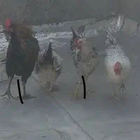 خروس