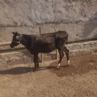 گوساله ماده جنس عالی