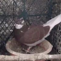 کبوتر پرشی عالی