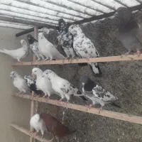۳۴طوق کبوتر پرشی|پرنده|تهران, جوادیه|دیوار