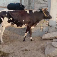 گاو شیری