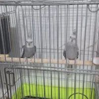 عروس هلندی نرو ماده ب فروش میرسد