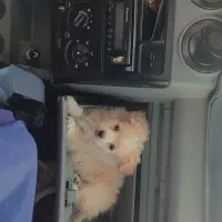 واگذاری پامر