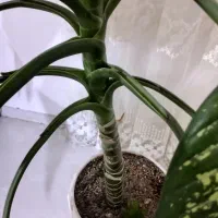 گول بزرگ با گلدان|گل و گیاه طبیعی|شاهرود, |دیوار