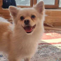 سگ آپارتمانی