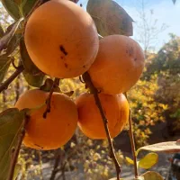 نهال بادام دیرگل وخوشه ای،۵۰ ۵۰ ،بارده ۴۰ هزاتومن