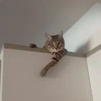 واگذاری رایگان گربه نر