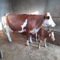 ۵راس گاو سیمینتال قرمز اصل