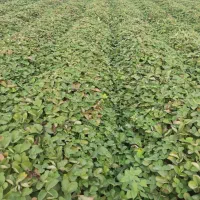 نهال توتفرنگی سابرینا|گل و گیاه طبیعی|دلند, |دیوار