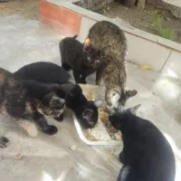 واگذاری بچه گربه (جوجه گربه)