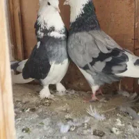 تعدادی کفتر