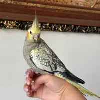 عروس هلندی دو ماهه گل باقالی