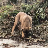 توله ماده الابای|سگ|خان ببین, |دیوار