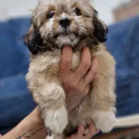 واگزاری|سگ|پاکدشت, حصار امیر|دیوار