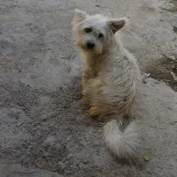 شیتزو نر دوساله