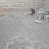 فروش سگ سرابی وتوله قدر جونی