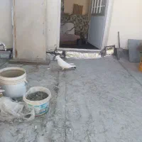 با سلام خدمت دوستان|پرنده|اصفهان, محمودیه|دیوار