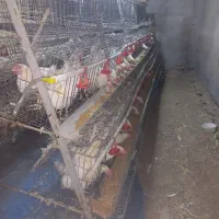 قفس مرغ تخمگذار ممبری ۲۲۰ سری در حد|لوازم جانبی حیوانات|بروجرد, |دیوار