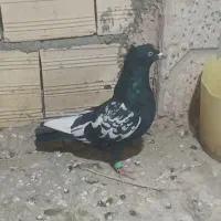 المانی پرشی|پرنده|میان جلگه, |دیوار