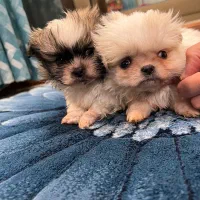 شیتزو پکینیز|سگ|اسلام‌شهر, شهرک واوان|دیوار