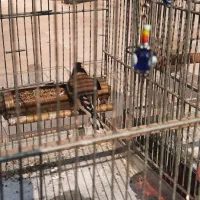 سهره نر خرم آباد|پرنده|فردیس, شهرک راه آهن|دیوار