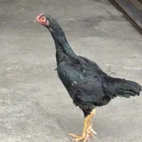 مرغ و خروس لاری