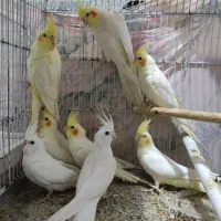 عروس هلندی