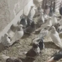 کبوتر|پرنده|گلستان (تهران), |دیوار