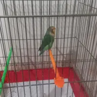 طوطی برزیلی|پرنده|الوند, |دیوار