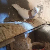 توقعی هفت رنگ نر