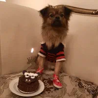 واگذاری اشپیتز تربیت شده